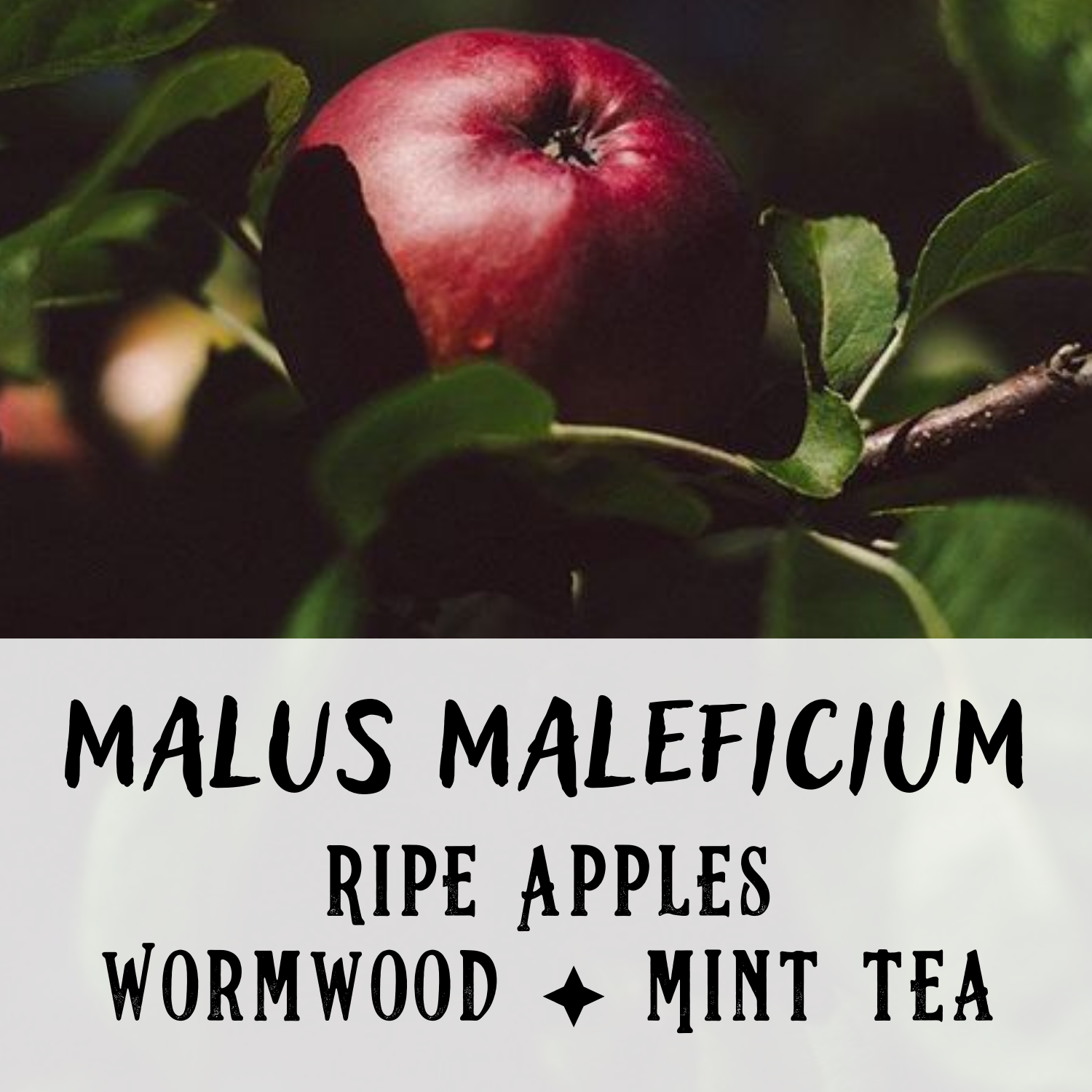 Malus Maleficium Perfume Oil - Birch & Besom