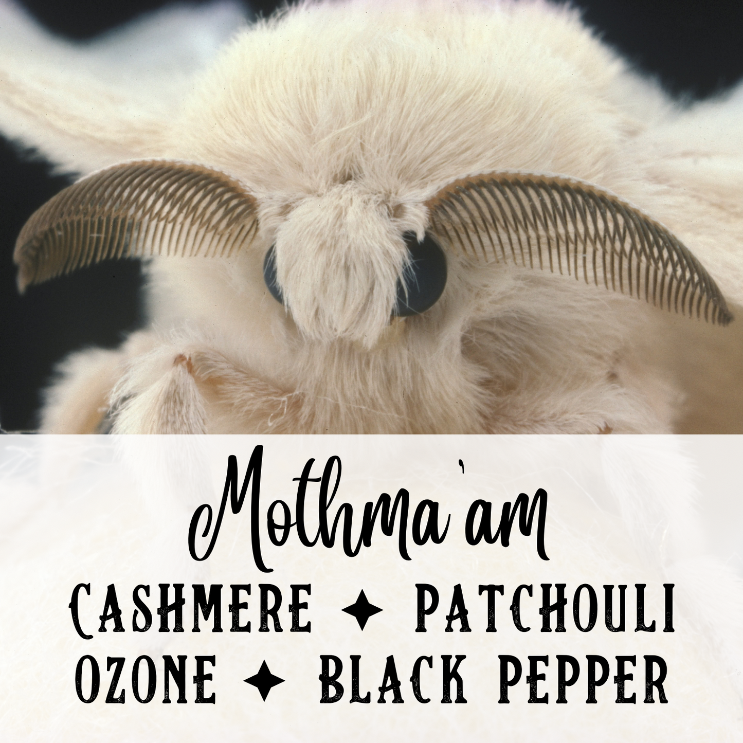 Mothma'am Perfume Oil - Birch & Besom